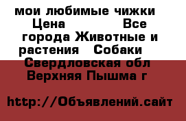 мои любимые чижки › Цена ­ 15 000 - Все города Животные и растения » Собаки   . Свердловская обл.,Верхняя Пышма г.